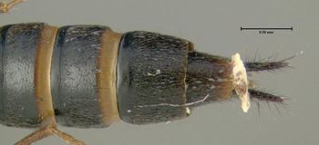 Media type: image;   Entomology 601531 Aspect: thorax lateral